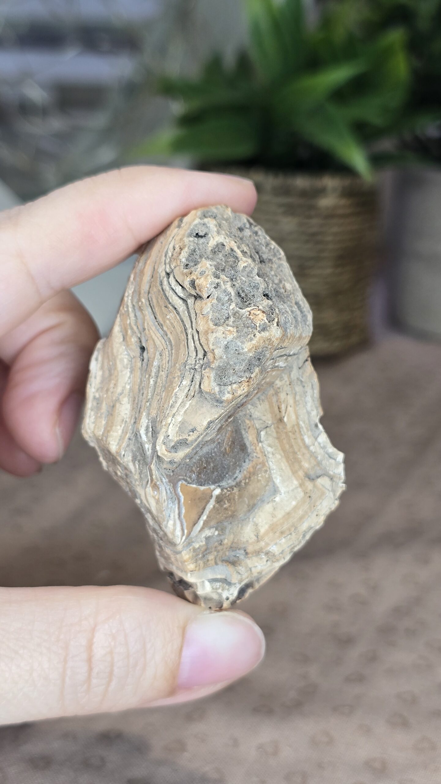 Indonesian Polished Agate - Image 2